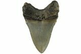 Serrated, Fossil Megalodon Tooth - North Carolina #200665-1